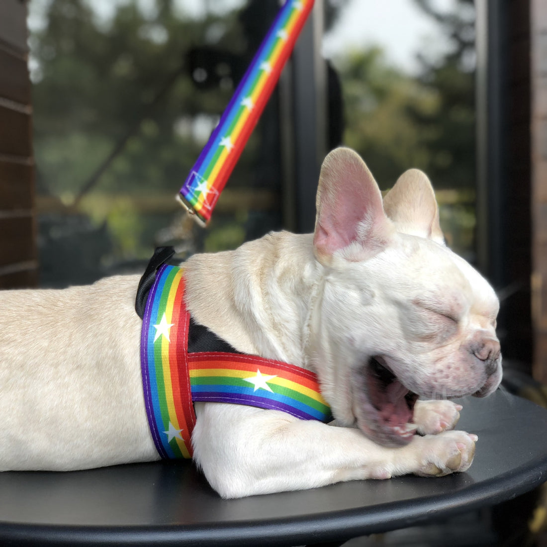 Rainbow Style Cool Pet Chain Leash Walking Lead