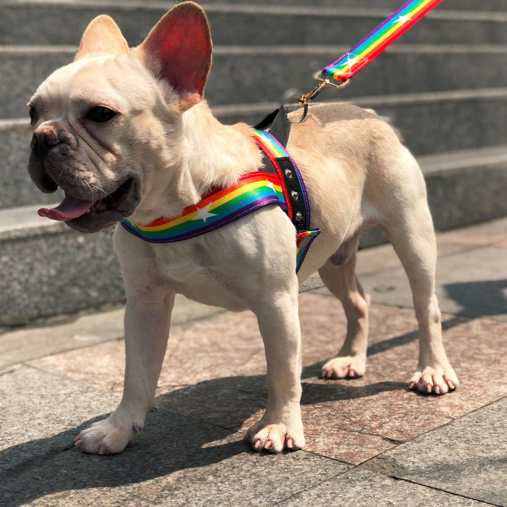 Rainbow Style Cool Pet Chain Leash Walking Lead