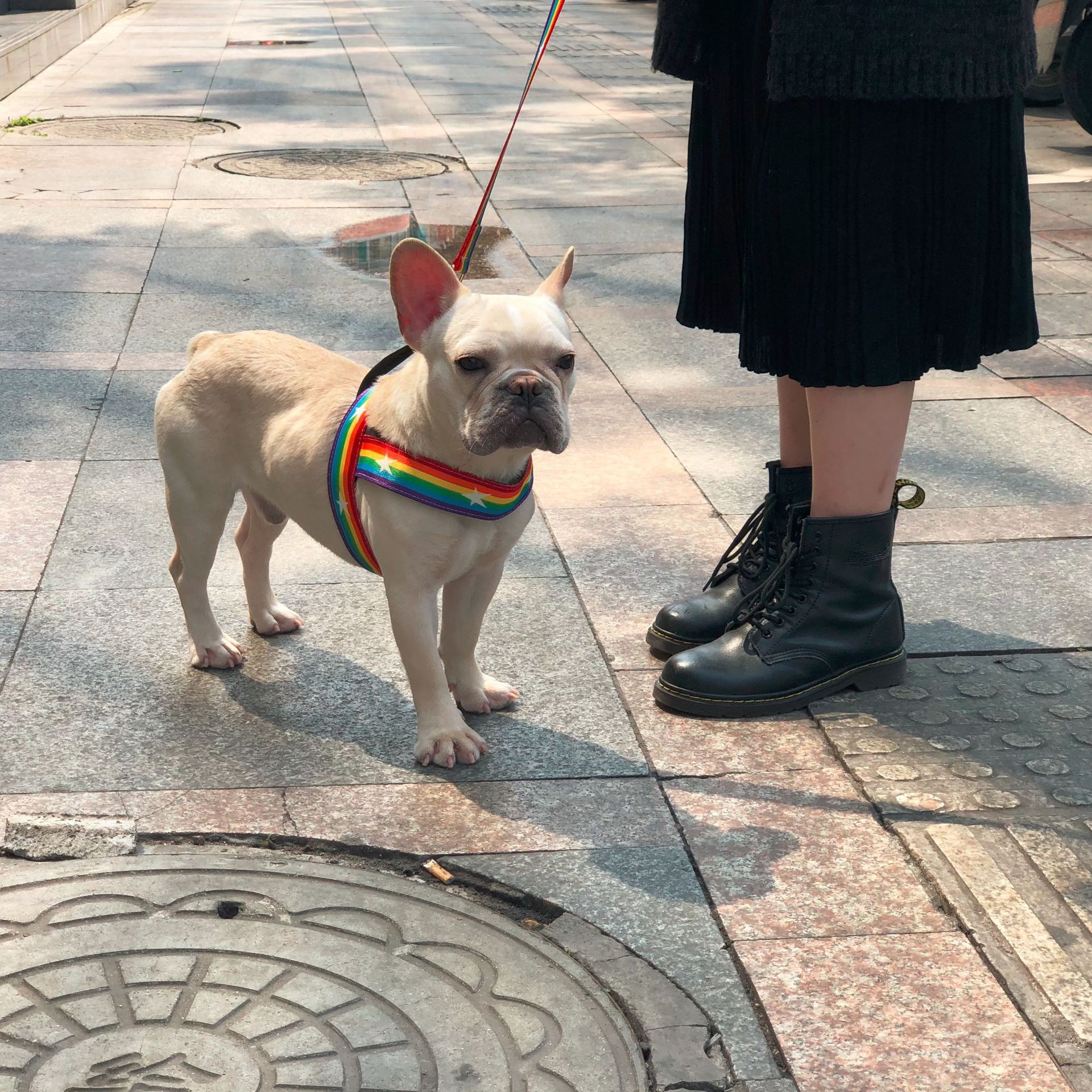 Rainbow Style Cool Pet Chain Leash Walking Lead