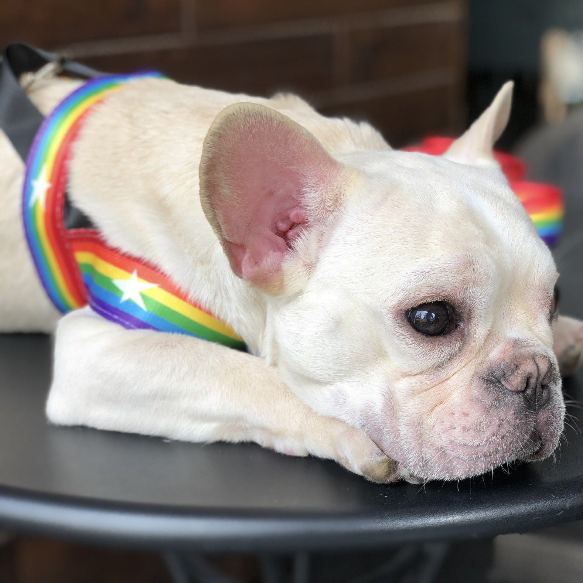 Rainbow Style Cool Pet Chain Leash Walking Lead