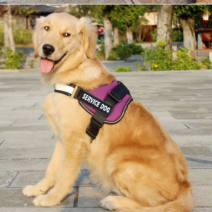 Adjustable Pet Harness Leash Walking Set