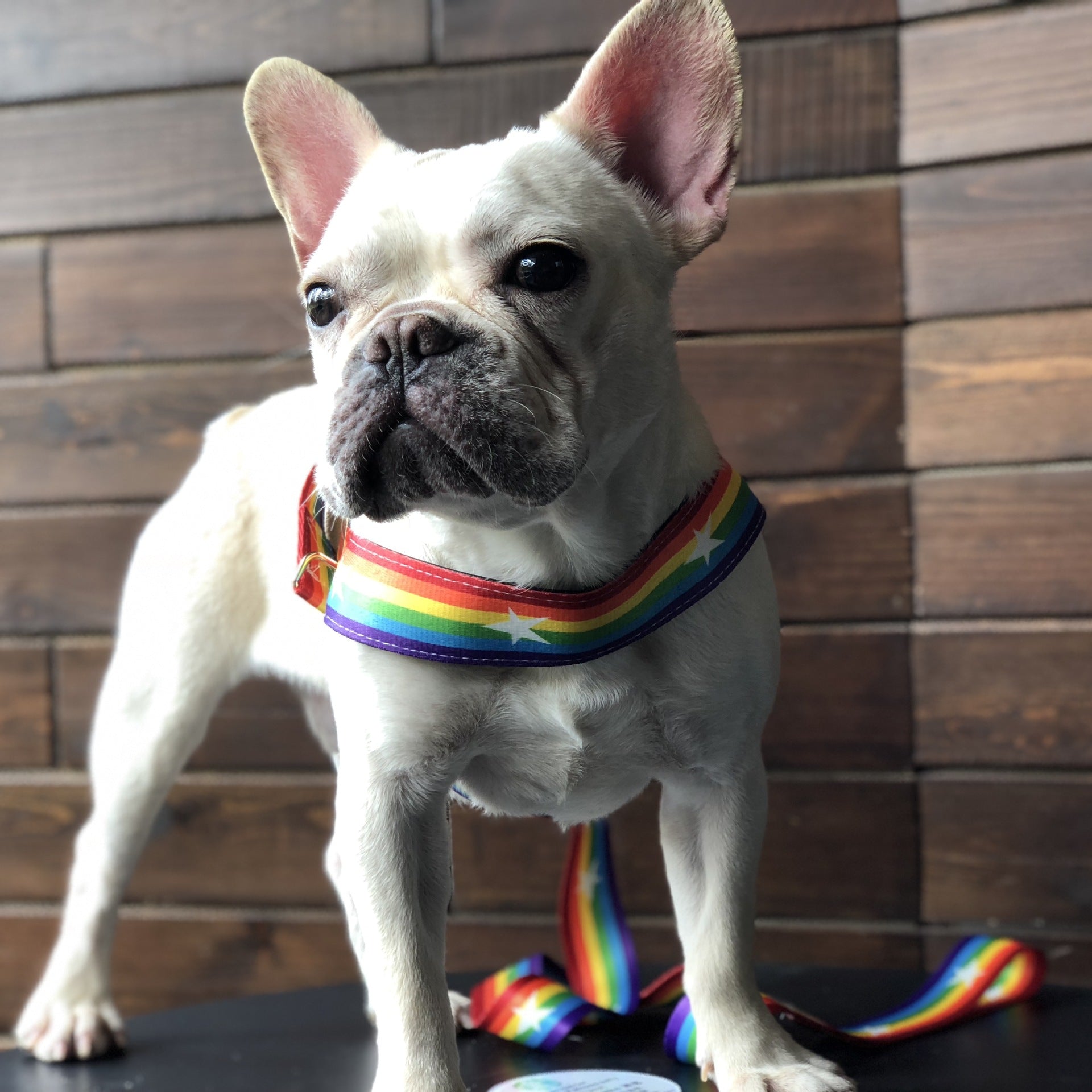 Rainbow Style Cool Pet Chain Leash Walking Lead