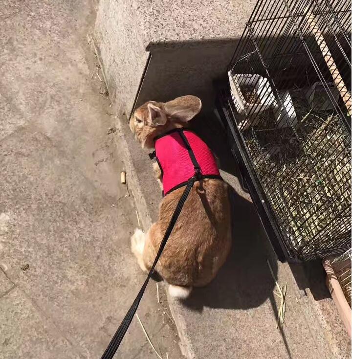 Adjustable Small Pet Walking Leash