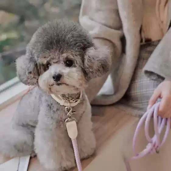 Leather Pet Collar With Handheld Rope Leash For Medium Use