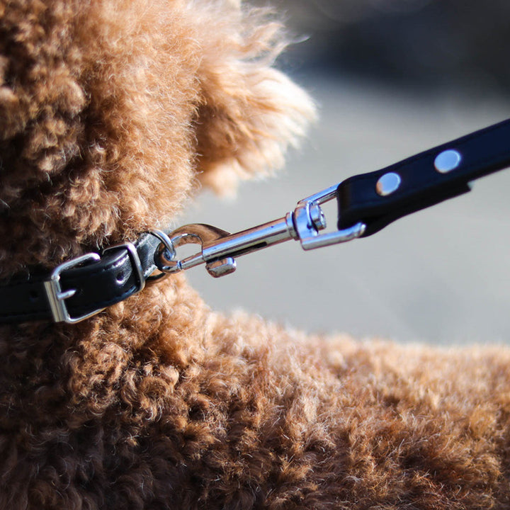 Adjustable Pet Leash Collar Set