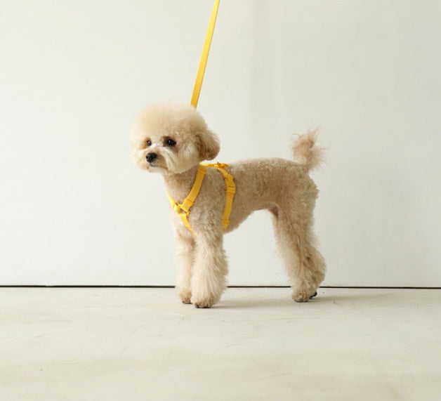 Macaron Style Fashion Pet Leash Ins Design