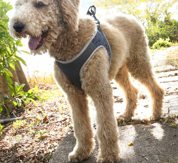 Vest Style Bullfight Pet Harness Leash Set